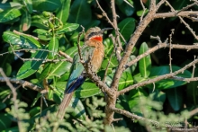 Африканское ралли. Часть 3