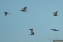 Африканское ралли. Часть 3