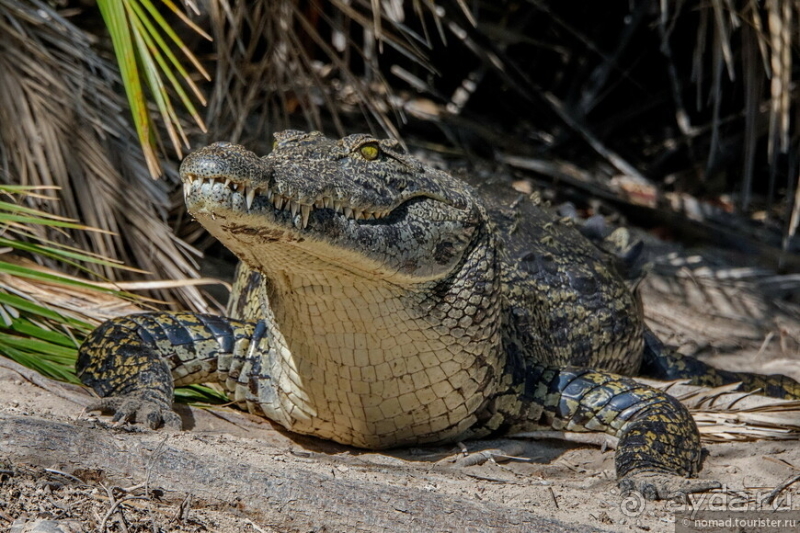 Африканское ралли. Часть 3