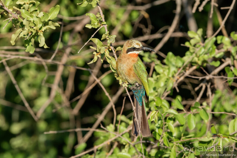 Африканское ралли. Часть 3