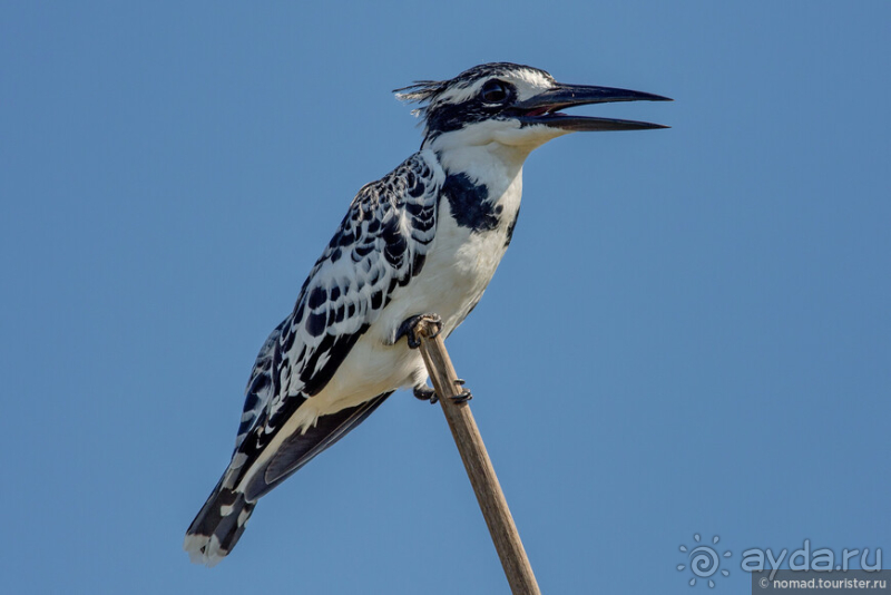 Африканское ралли. Часть 3