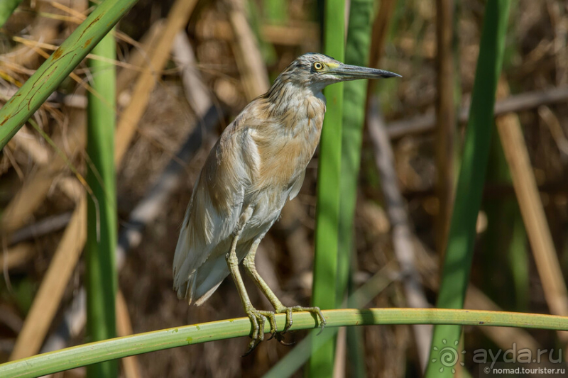 Африканское ралли. Часть 3
