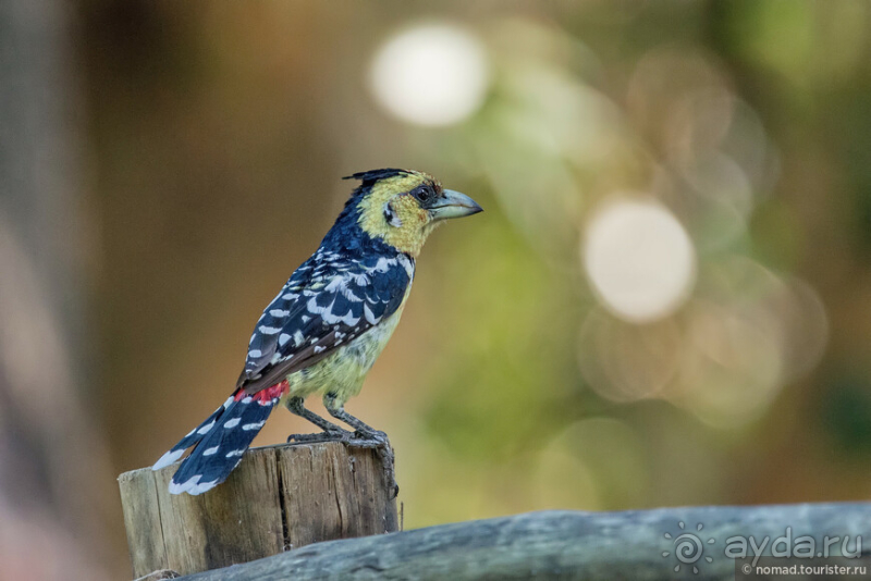 Африканское ралли. Часть 3