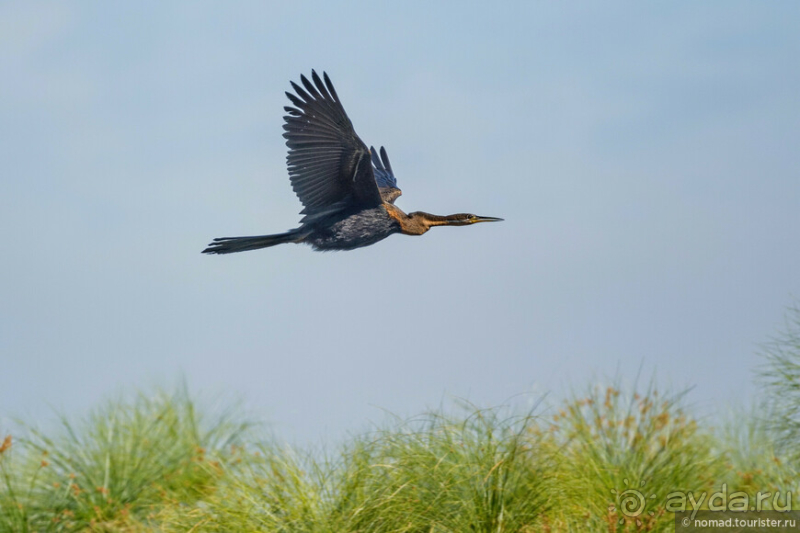 Африканское ралли. Часть 3