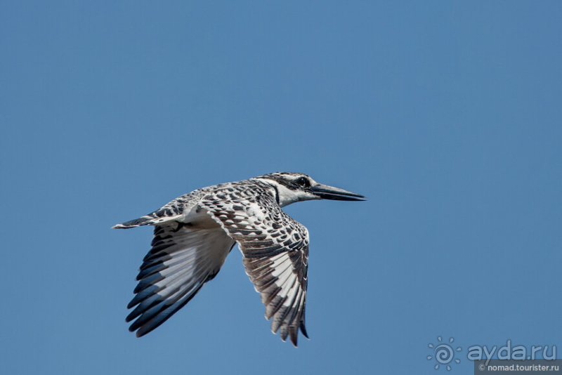 Африканское ралли. Часть 3