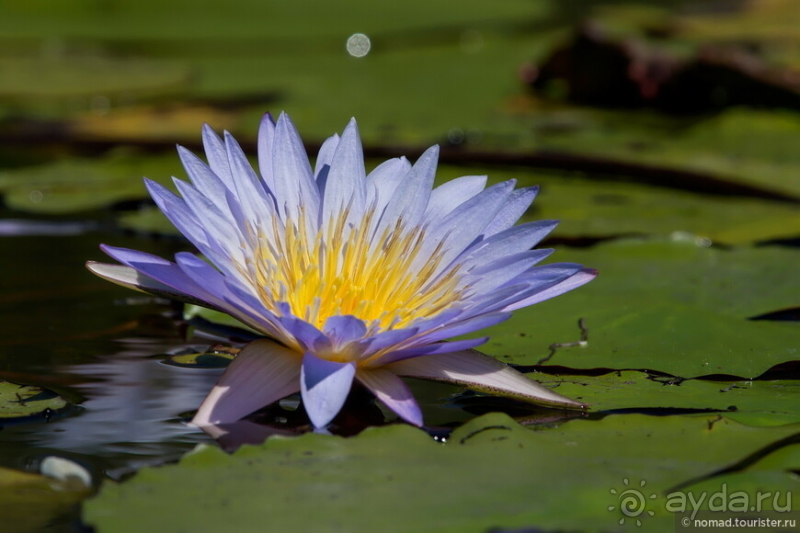 Африканское ралли. Часть 3