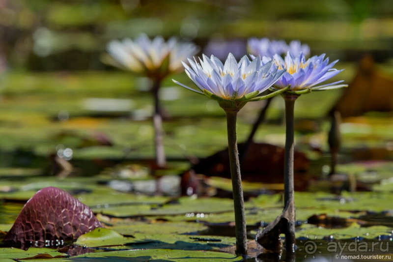 Африканское ралли. Часть 3