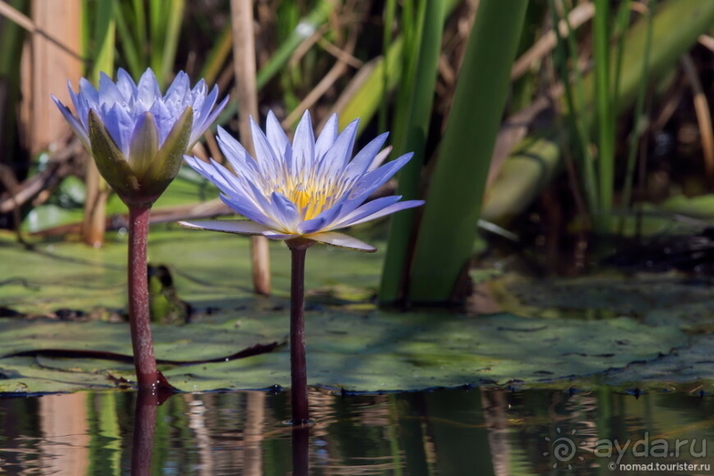 Африканское ралли. Часть 3