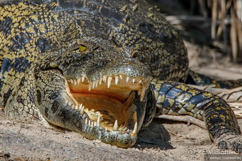 Африканское ралли. Часть 3