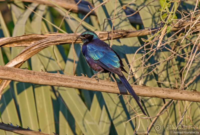 Африканское ралли. Часть 3