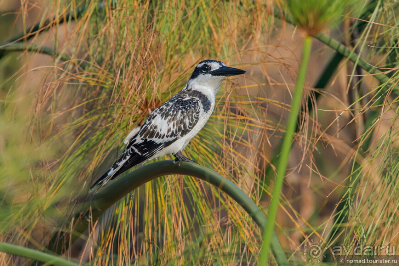 Африканское ралли. Часть 3