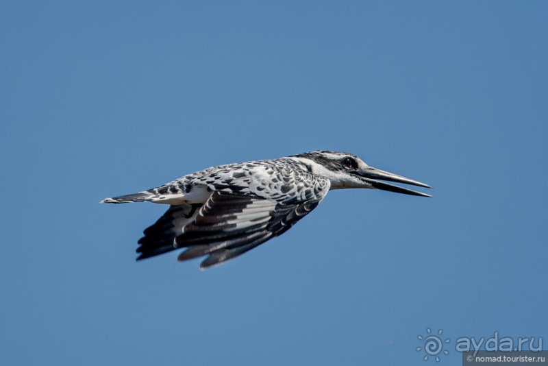 Африканское ралли. Часть 3