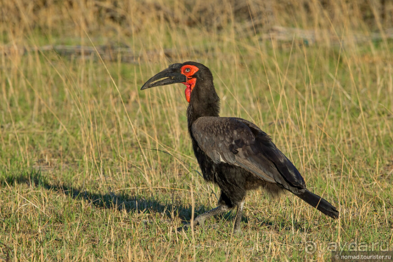 Африканское ралли. Часть 3