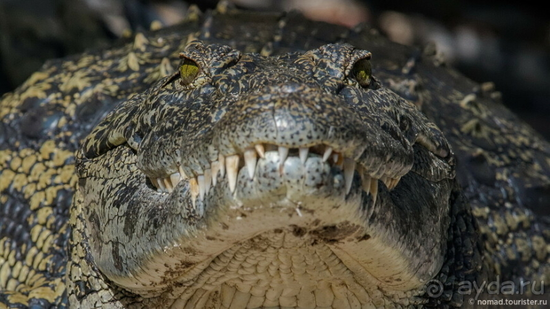 Африканское ралли. Часть 3