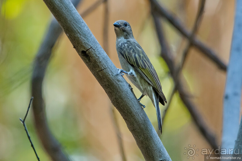 Африканское ралли. Часть 3