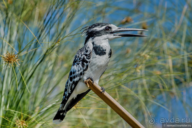 Африканское ралли. Часть 3