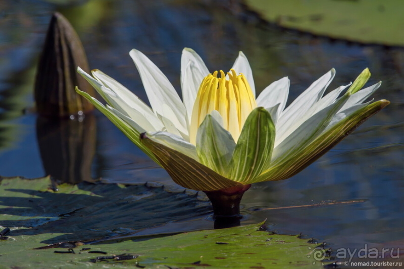 Африканское ралли. Часть 3