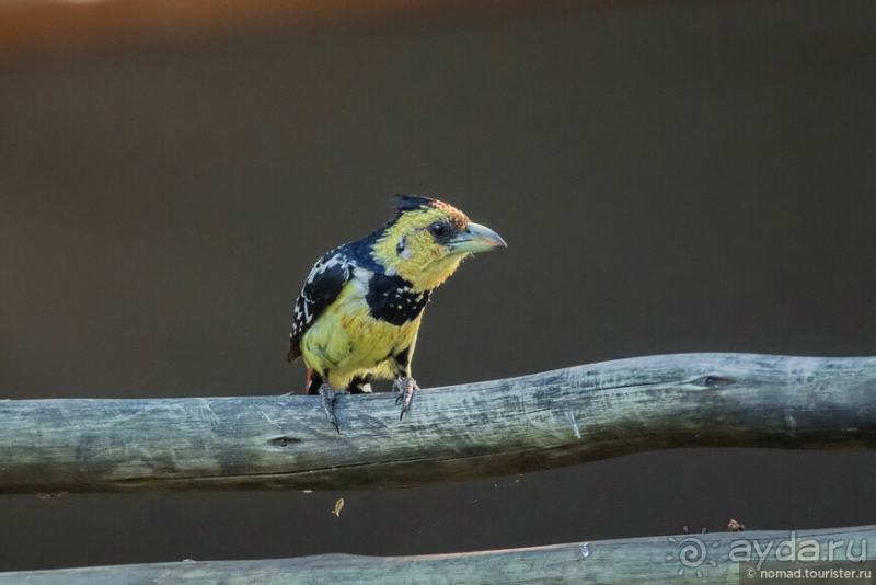 Африканское ралли. Часть 3