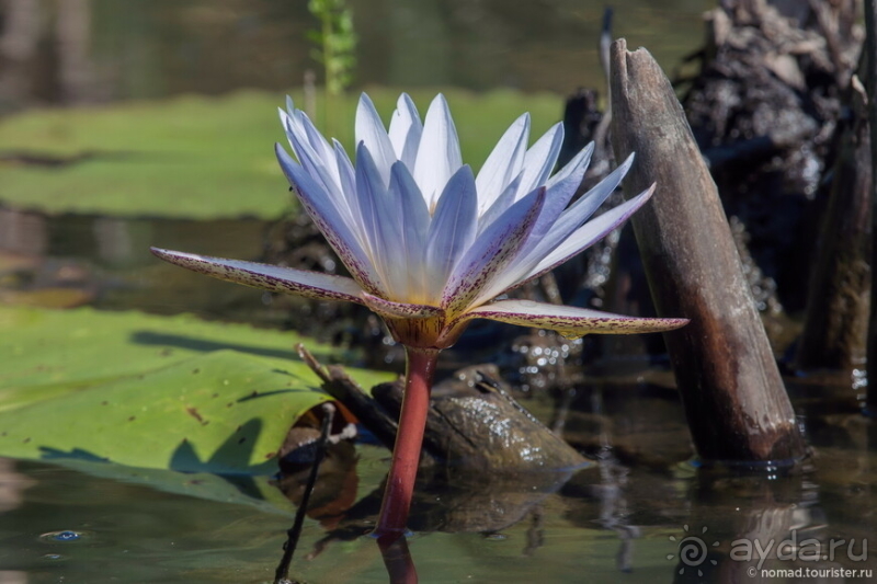 Африканское ралли. Часть 3