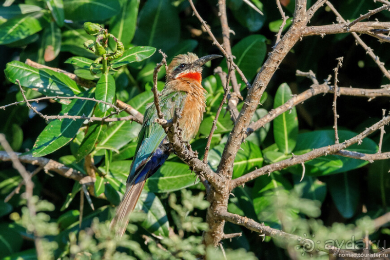 Африканское ралли. Часть 3