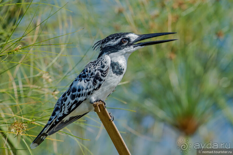 Африканское ралли. Часть 3