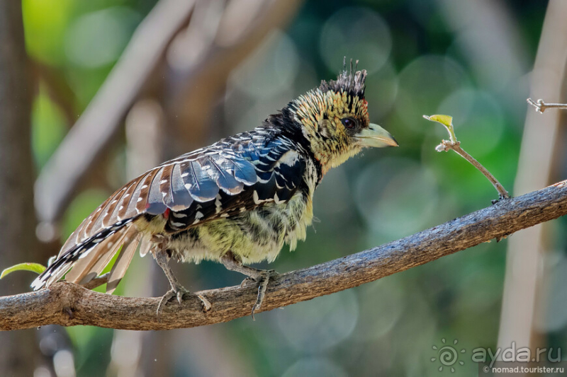 Африканское ралли. Часть 3