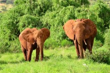 Самбуру в мае