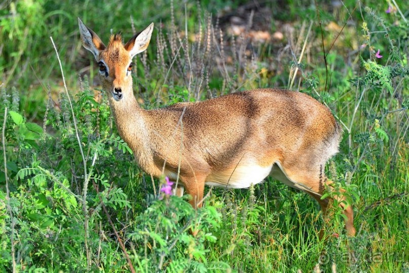 Самбуру в мае