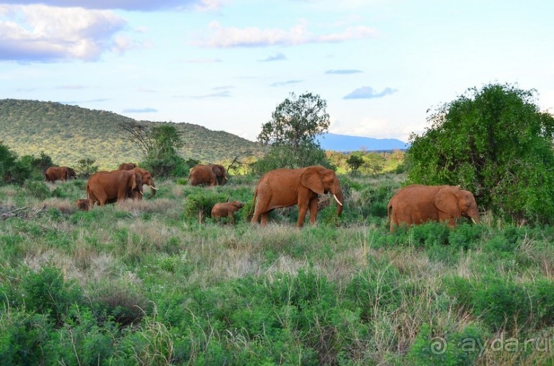 Самбуру в мае