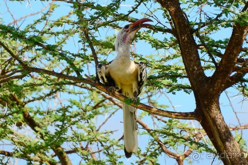Самбуру в мае