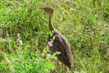 Самбуру в мае