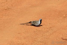 Альбом отзыва "Самбуру в мае"