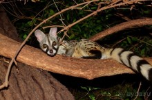 Альбом отзыва "Самбуру в мае"