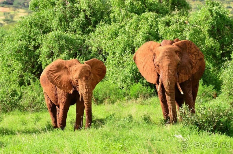 Самбуру в мае