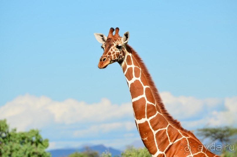 Самбуру в мае