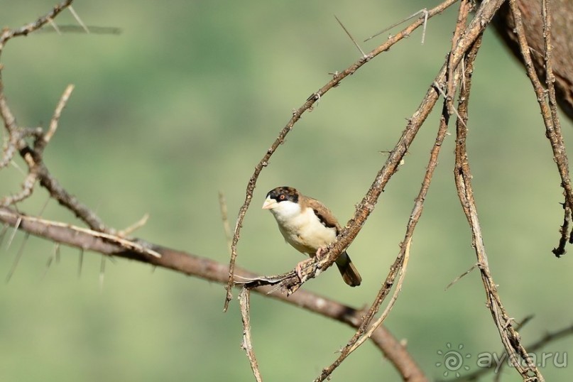 Самбуру в мае