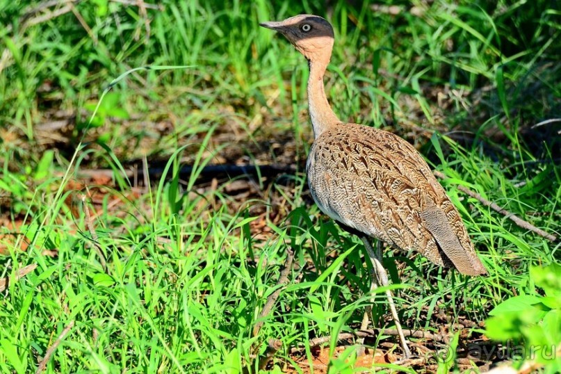 Самбуру в мае