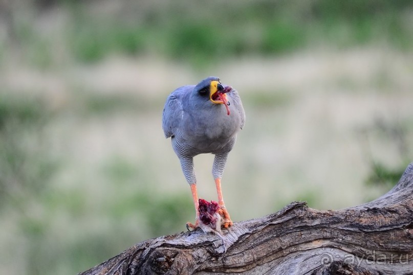 Самбуру в мае
