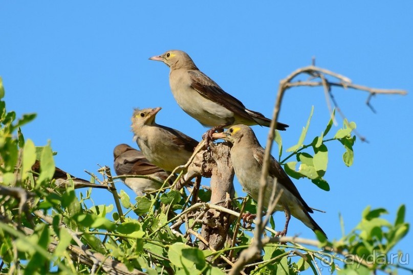 Самбуру в мае