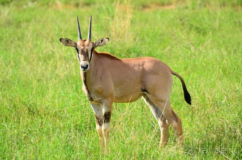 Самбуру в мае