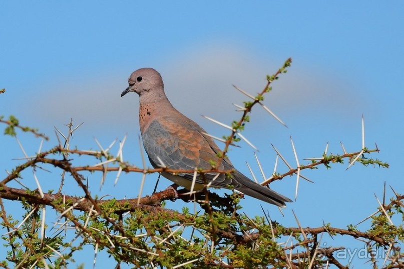 Самбуру в мае