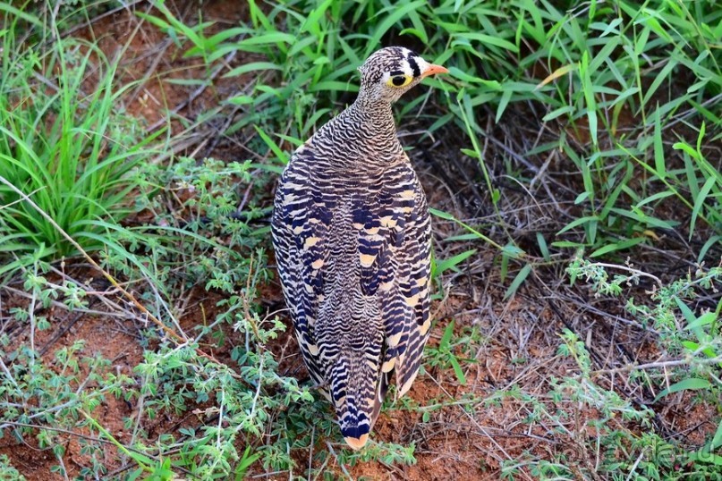 Самбуру в мае