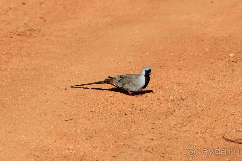 Самбуру в мае