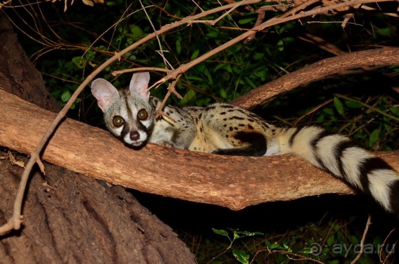 Самбуру в мае
