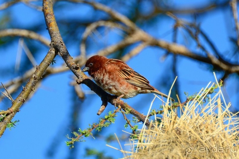 Самбуру в мае