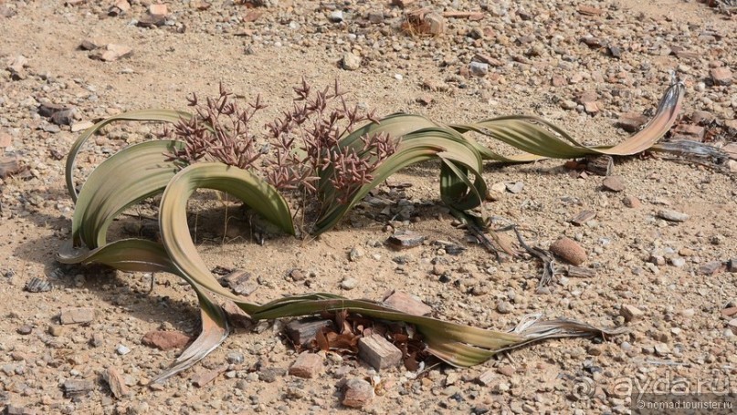 Африканский калейдоскоп. Часть 9