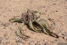 Африканский калейдоскоп. Часть 9