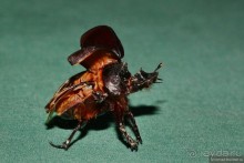 Африканский калейдоскоп. Часть 9