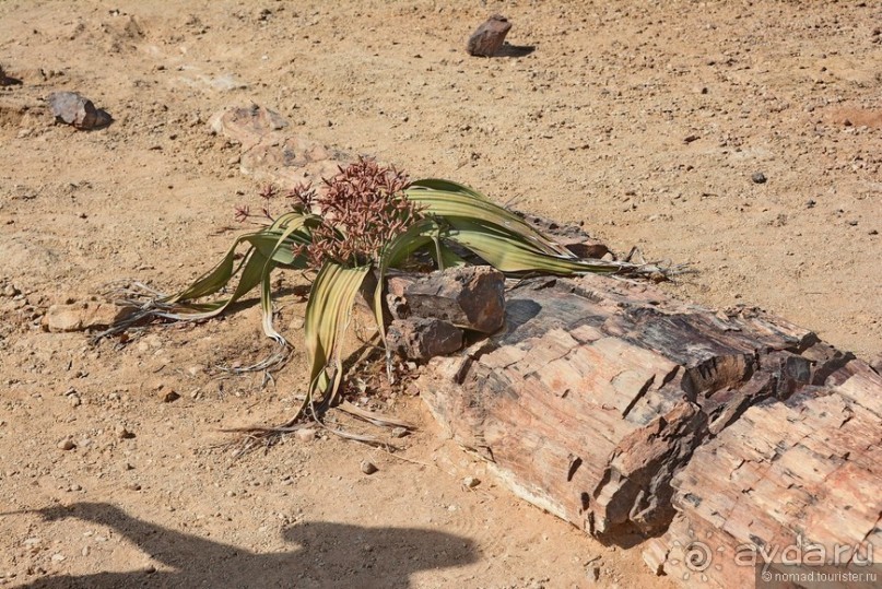 Африканский калейдоскоп. Часть 9