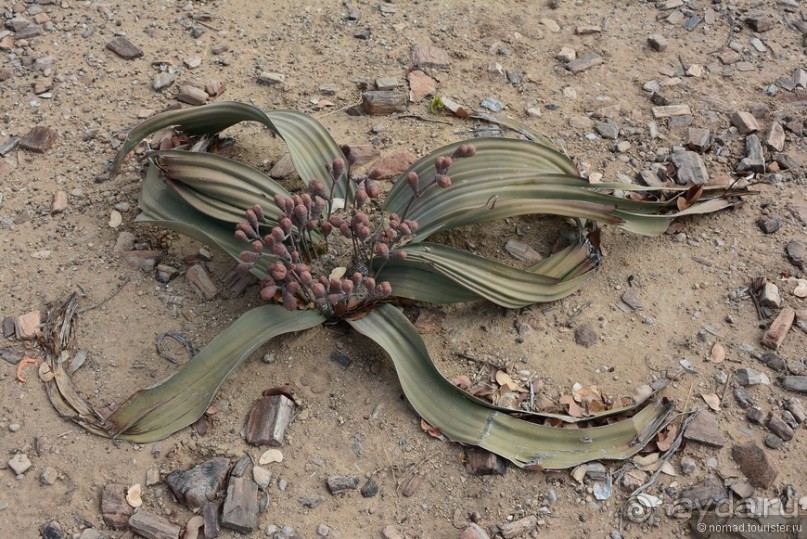 Африканский калейдоскоп. Часть 9